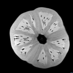 Explore – Absolutely amazing MRI scans of vegetables, in...
